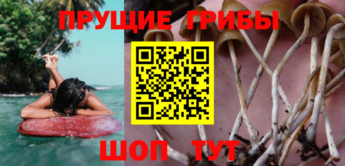 Галлюциногенные грибы Psilocybe  Вход с VPN  Сокол 